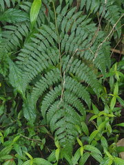 Deparia boryana