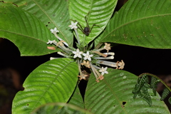 Amphidasya ambigua