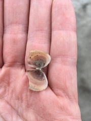 Polymesoda floridana