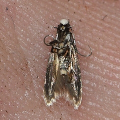 Tineidae clade b