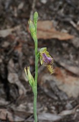 Calochilus therophilus