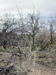 Sarcomphalus obtusifolius canescens