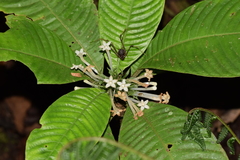 Amphidasya ambigua