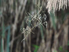 Clematis leschenaultiana