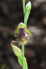 Calochilus therophilus