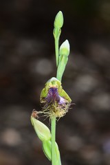 Calochilus therophilus