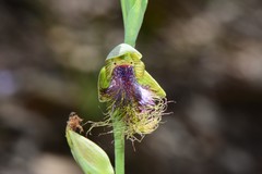 Calochilus therophilus