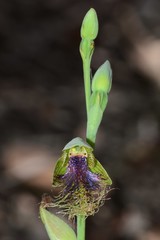 Calochilus therophilus