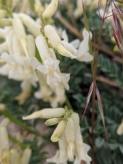 Astragalus gibbsii