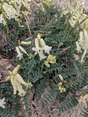 Astragalus gibbsii