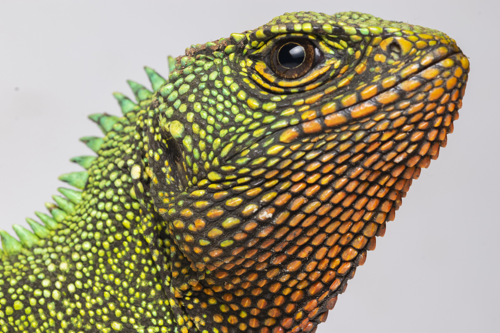 Red-Throated Woodlizard