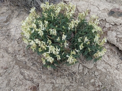 Astragalus gibbsii
