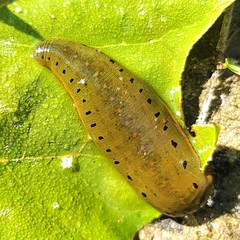 Macrobdella diplotertia