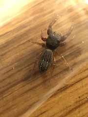 Metacyrba taeniola similis