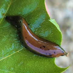 Macrobdella diplotertia