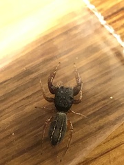 Metacyrba taeniola similis