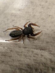 Metacyrba taeniola similis