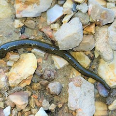 Macrobdella diplotertia