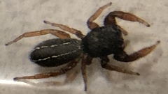 Metacyrba taeniola similis