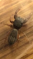 Metacyrba taeniola similis