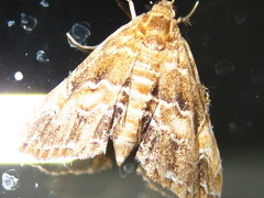 Elophila turbata