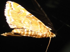 Elophila turbata