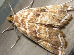 Elophila turbata