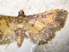 Nacoleia inouei