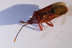 Athaumastus haematicus