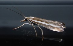 Orocrambus vittellus