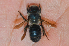 Osmia chalybea