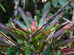 Guzmania gloriosa