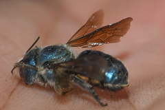 Osmia chalybea