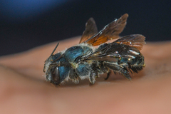 Osmia chalybea