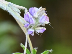 Lupinus carrikeri