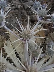 Eryngium rostratum