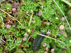 Plagiocheilus soliviformis