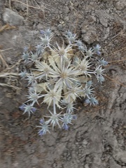 Eryngium rostratum