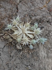 Eryngium rostratum