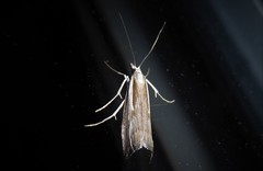 Orocrambus vittellus