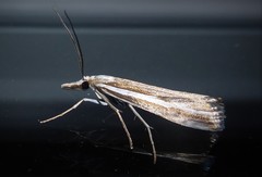 Orocrambus vittellus