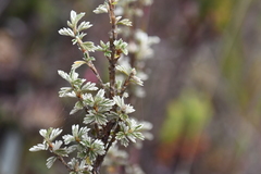 Alchemilla polylepis