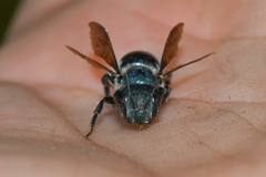Osmia chalybea