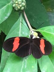 Heliconius erato hydara