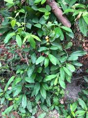 Heliconius erato hydara