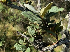 Hesperomeles ferruginea