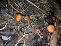Macrocystidia reducta