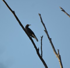 Strepera versicolor melanoptera