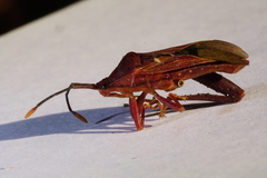 Athaumastus haematicus