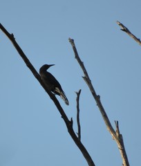 Strepera versicolor melanoptera